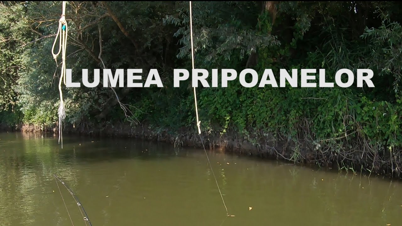 Cu caiacul pe Somes. LA CULES DE PRIPOANE.