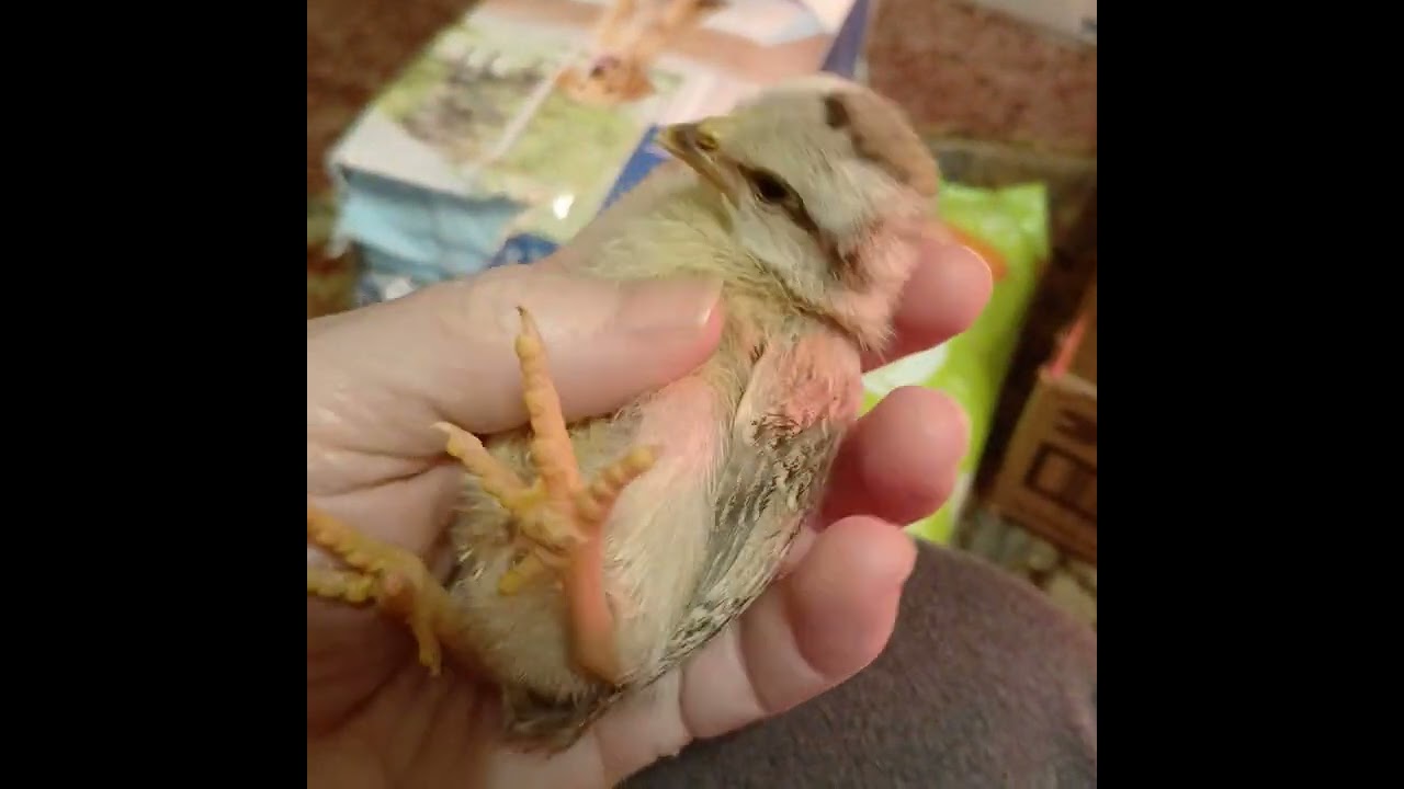 Bantam chicks, makes great pets #bantams, #petchickens