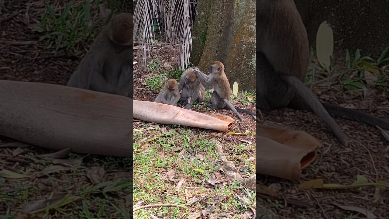 Amazing and Sweet Monkey #shortvideo  #infrordersimiformes #nature #simians #primate #wildlife
