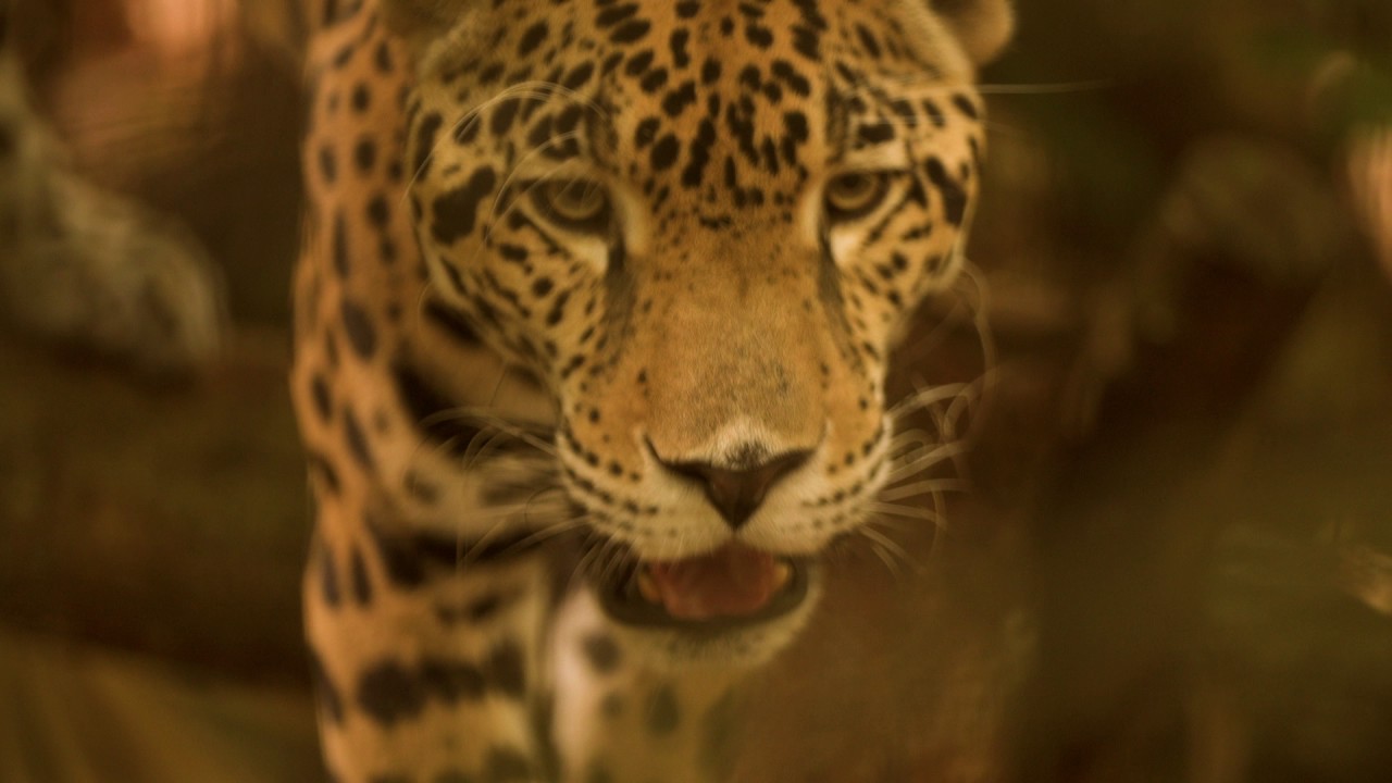 Belize: Nature & Wildlife