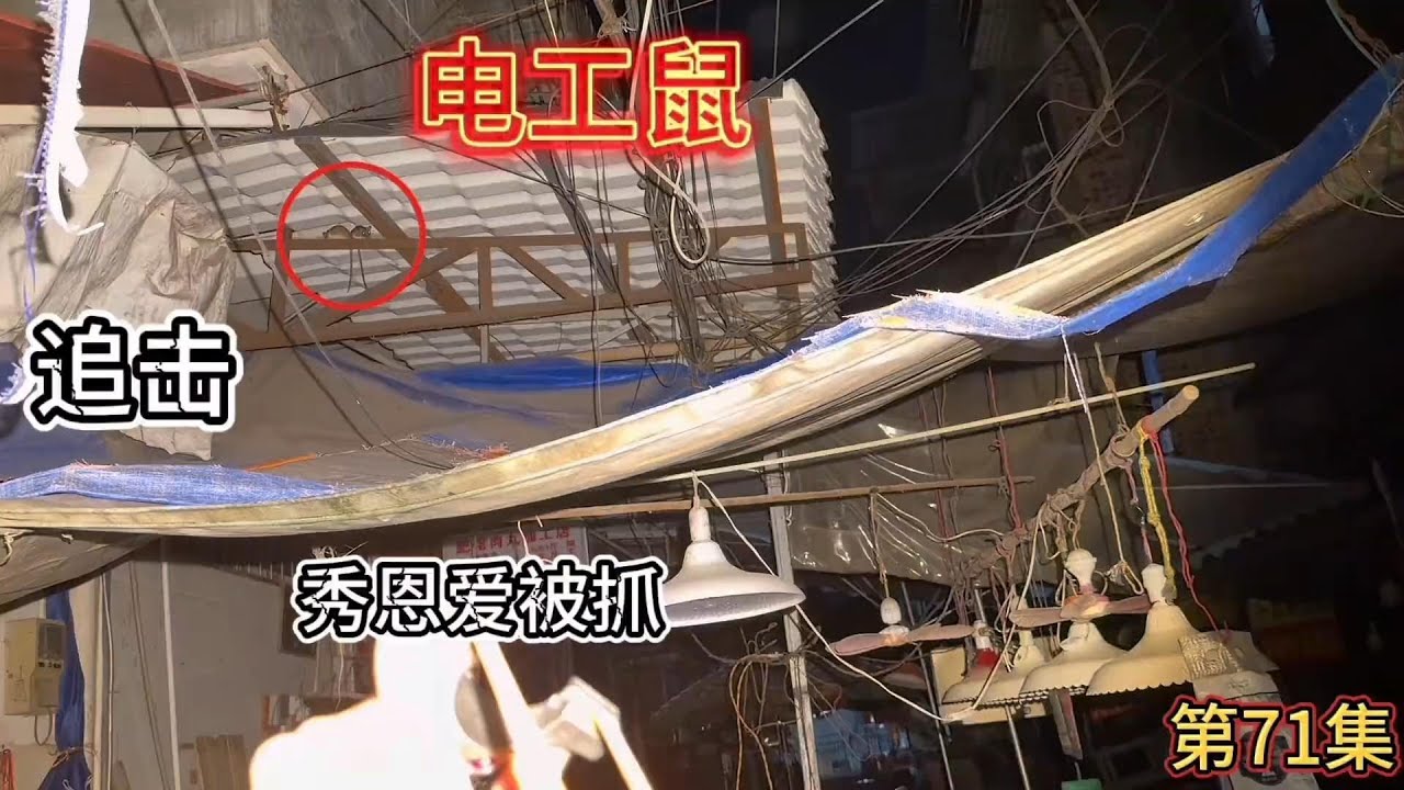 广西小伙户外打老鼠火了！弹弓在手老鼠我有，老鼠：跑不了，根本跑不了。#弹弓#解压视频#高手在民间#灭鼠名场面