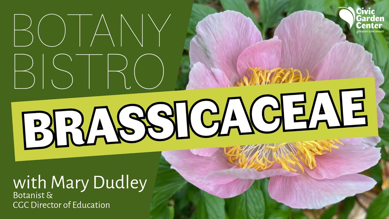 Bistro 2 Go: Brassicaceae