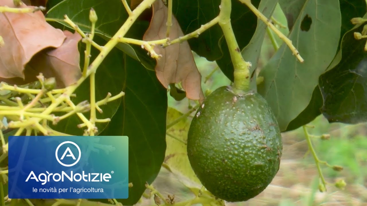 L'avocado è di casa in Calabria