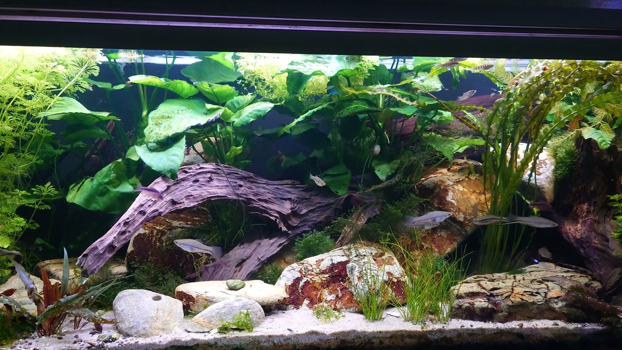 Xiphophorus Signum aquarium 