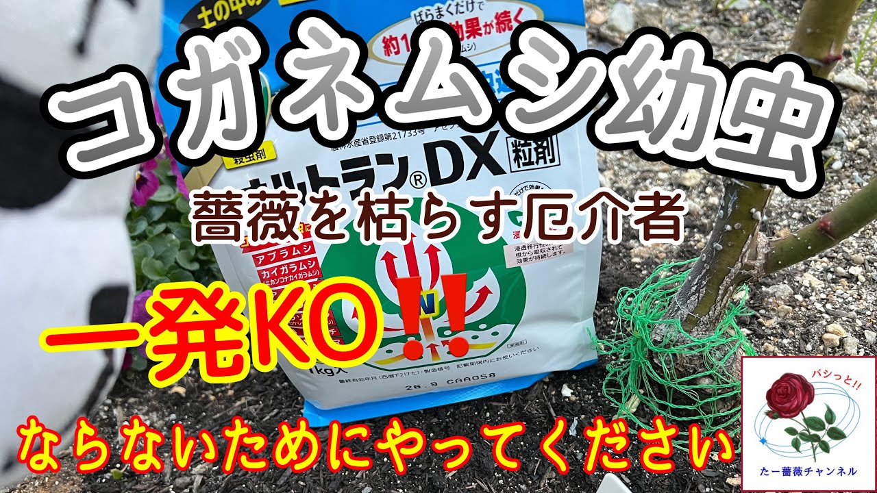 一発KO‼️になる前に【コガネムシ幼虫対策】これをやっておけば大丈夫です😊🐻&zwj;