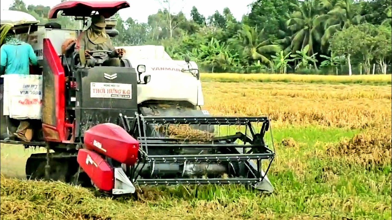 May gat lua. máy cắt lúa yanmar YH850 gặt lúa sập lên cây 1015 - may gat lua