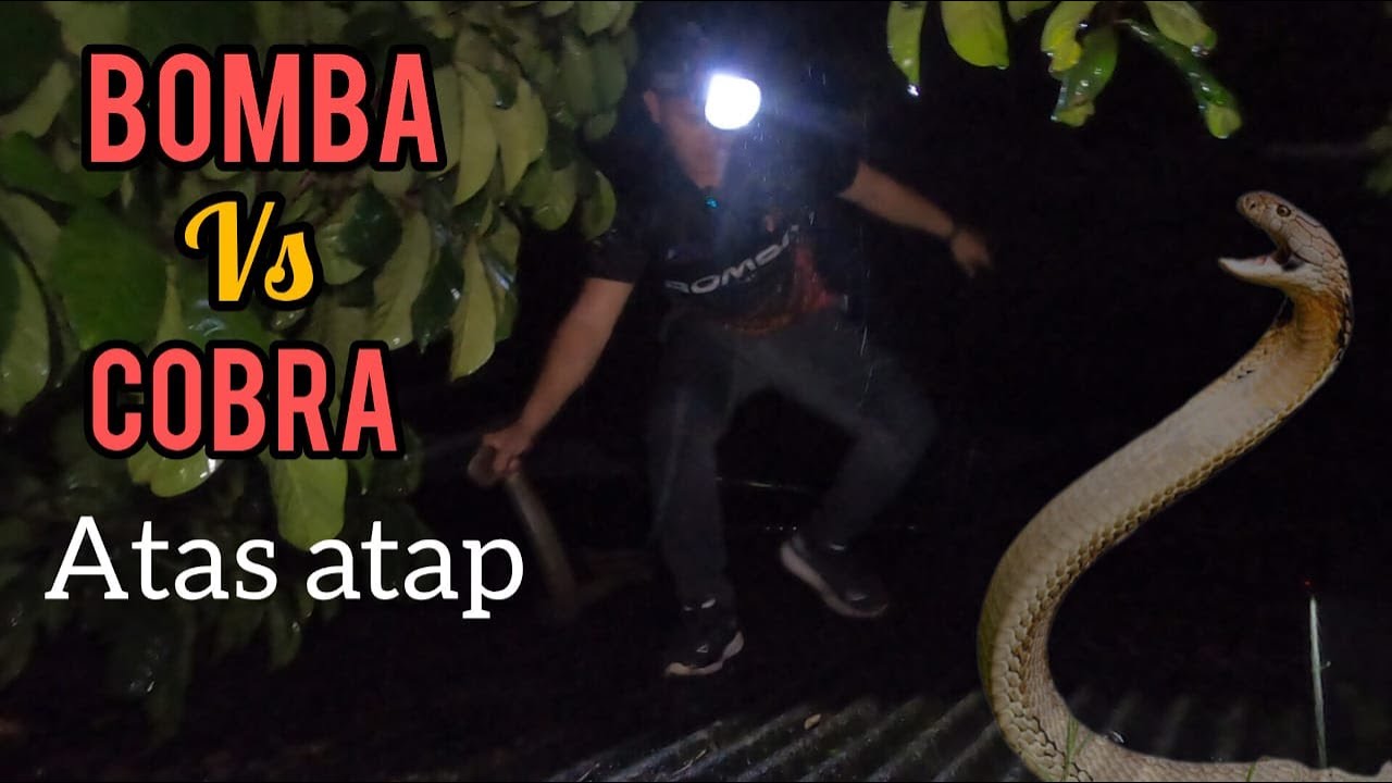 KES ULAR PALING BAHAYA | SANGGUP BERKORBAN NYAWA