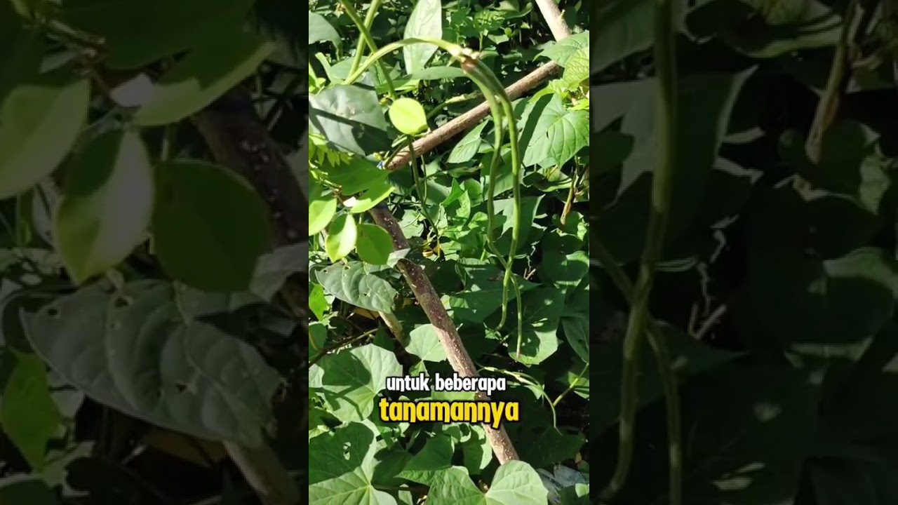 Panen di kebun cabe mini