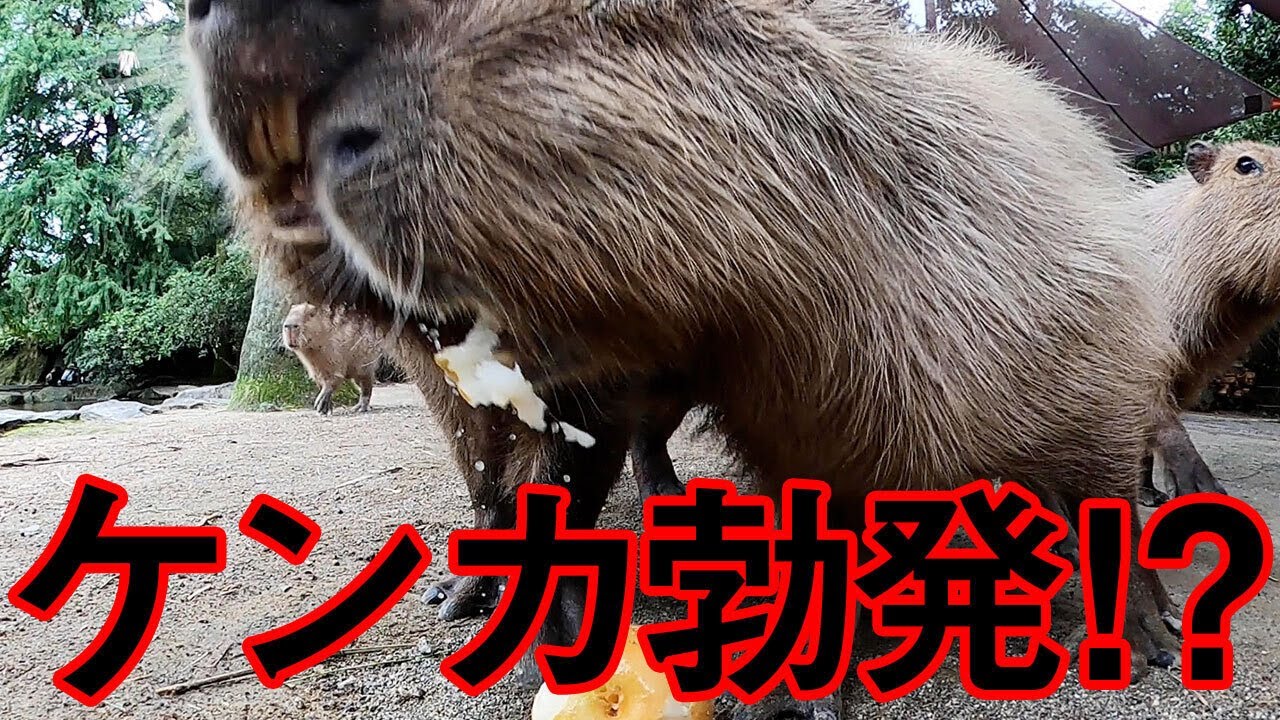 【大波乱】飼育員がカピバラに謝罪！？