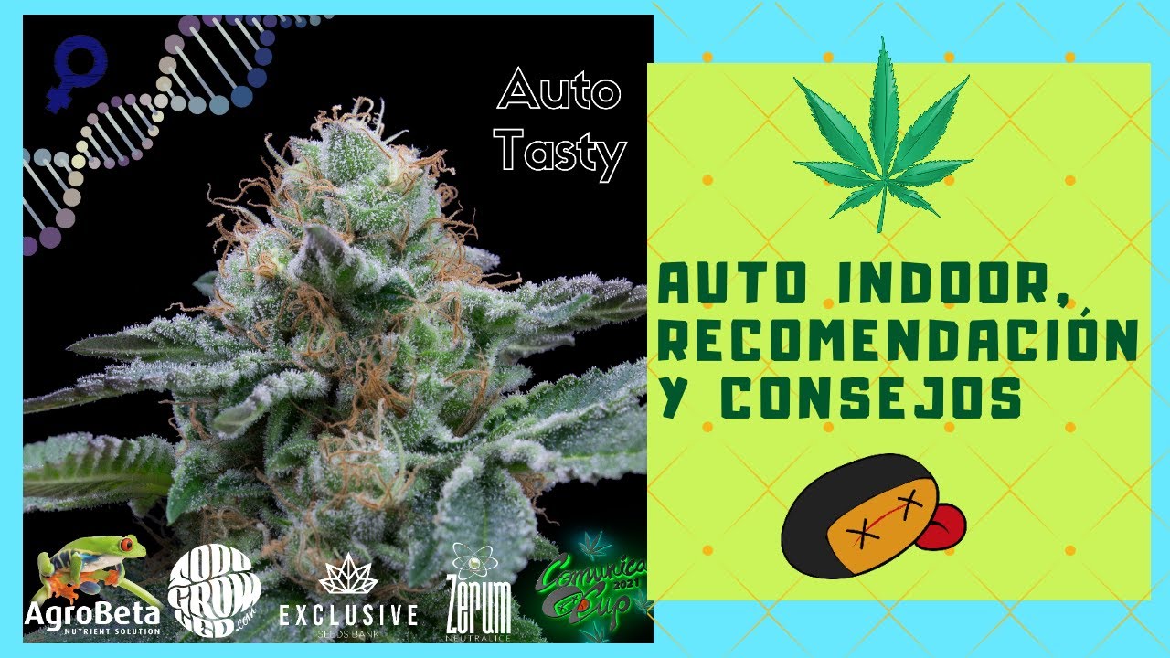 AUTO INDOOR, RECOMENDACI&Oacute;N Y CONSEJO