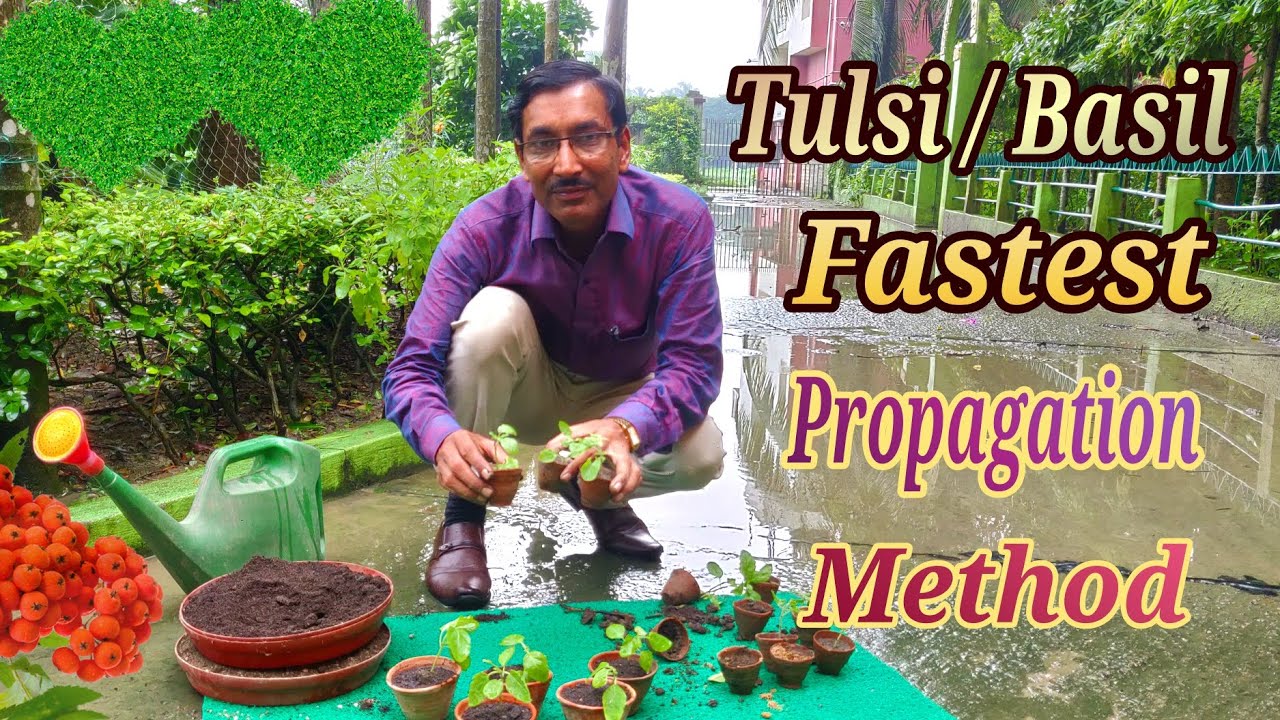 Propagate Tulsi / Basil in the Fastest Way