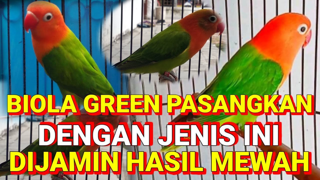 Pasangan yang cocok untuk biola green agar hasilnya mewah