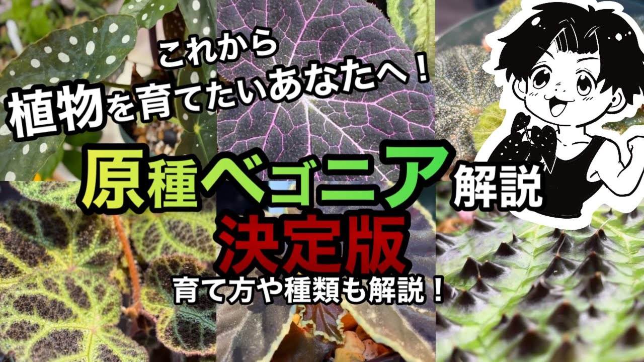 自然界のオシャレさん「原種ベゴニア」を紹介！育て方やオススメの種類の解説も満載! #園芸 #ガーデニング #初心者