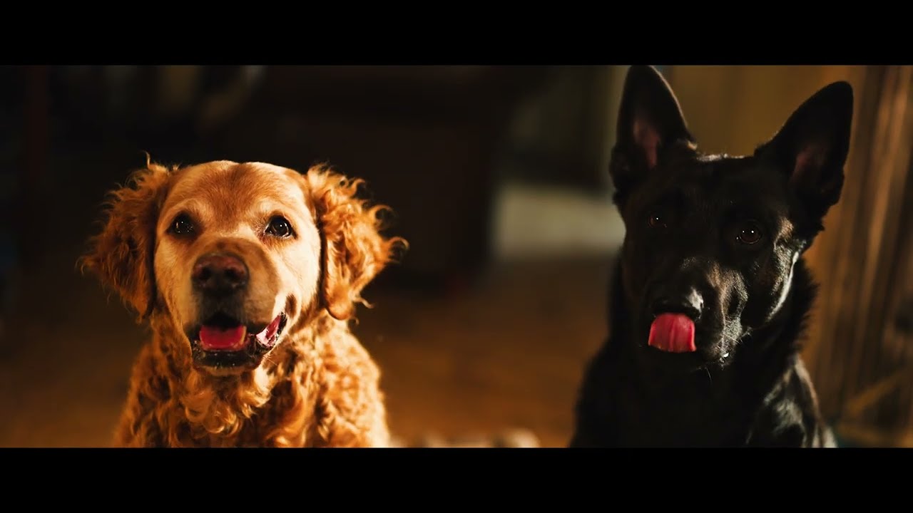 Lucky - Dog Spelled Backwards