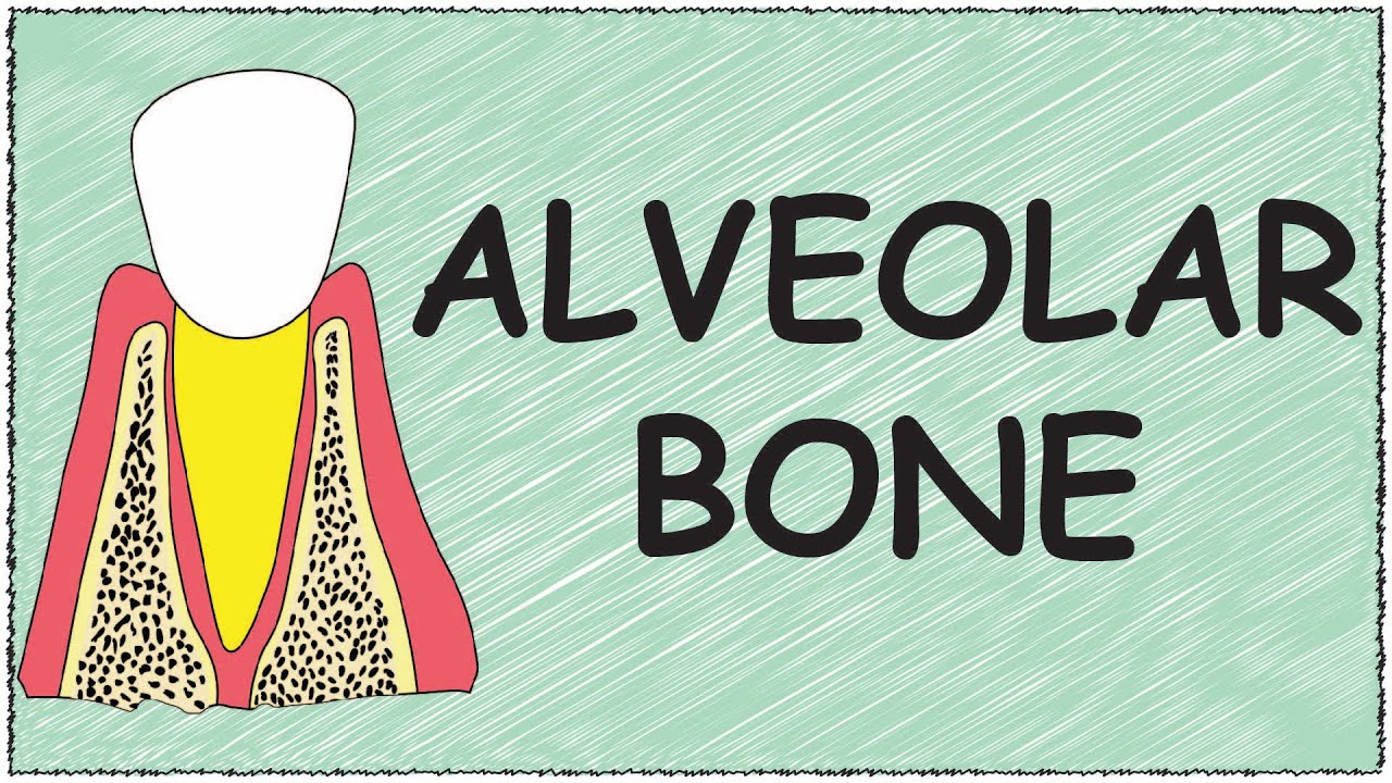 Alveolar bone