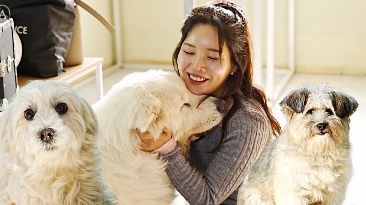 [재능기부]덩치가 커져서 버림받고..도살장에서 구조된 아이들..(평생가족찾아요🙏)