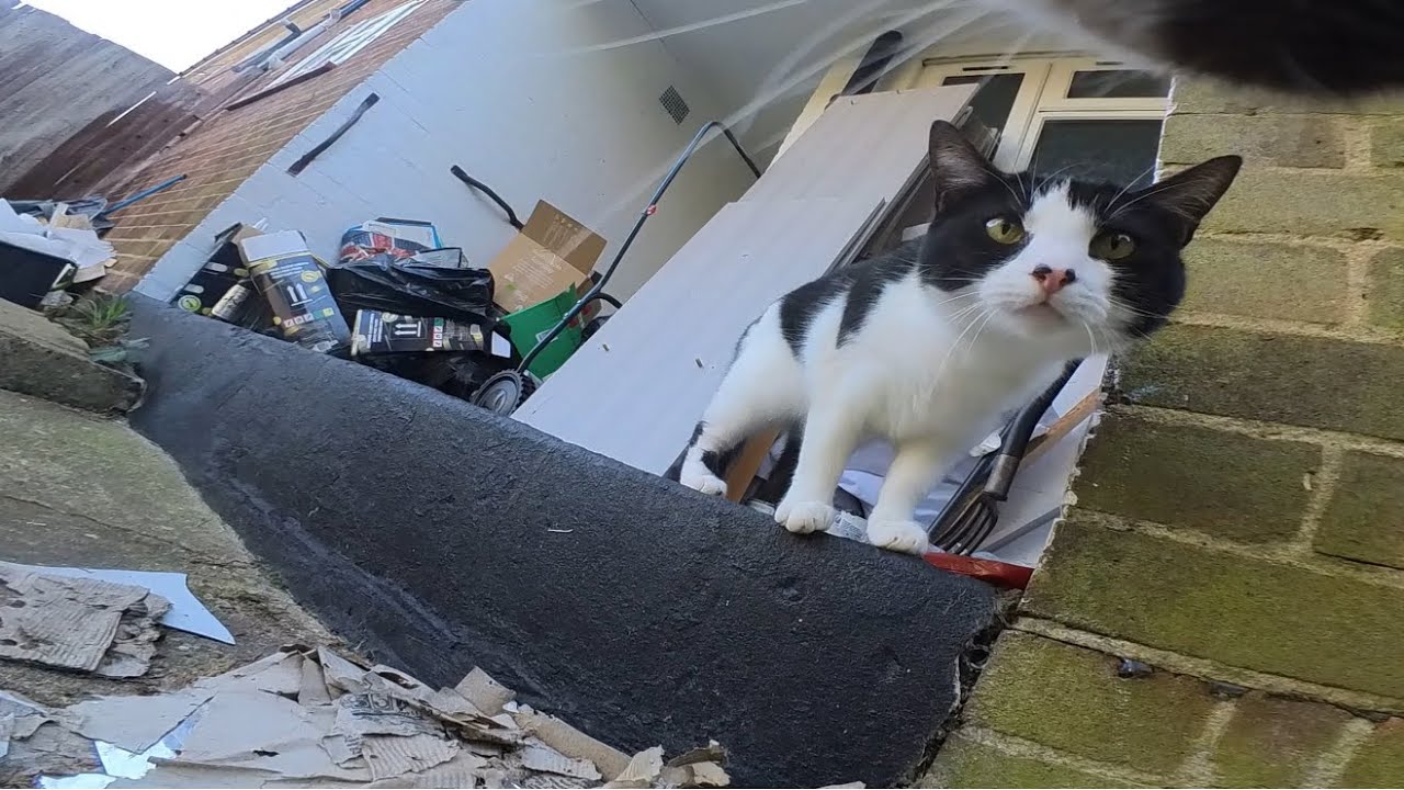 Cat wearing camera is obsessed with female cat