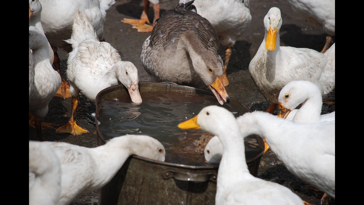 Ducks in Filipino Homes and Farms