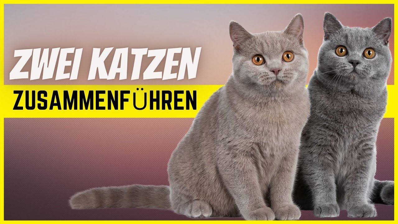 Katzen richtig zusammenführen - So klappt es garantiert
