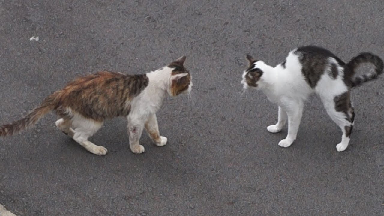 ドキュメント『猫が友達になる瞬間』