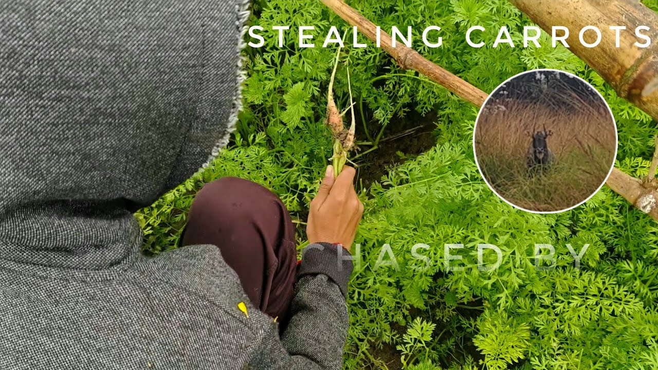 Stealing Carrots From Strangers Farm [Village Ark]