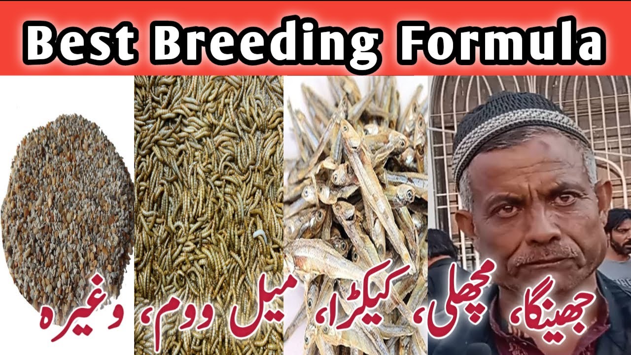 Best Birds Breeding Formula l Very Cheap Price In Lalukhet I V No 203 Sur Birds Channel