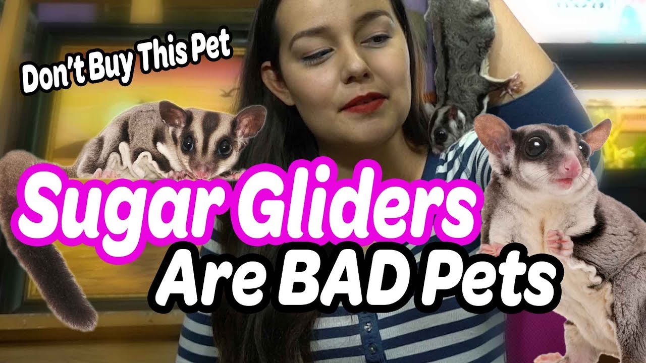 Sugar Gliders are Bad Pets | Why NOT to Buy a Sugar Glider