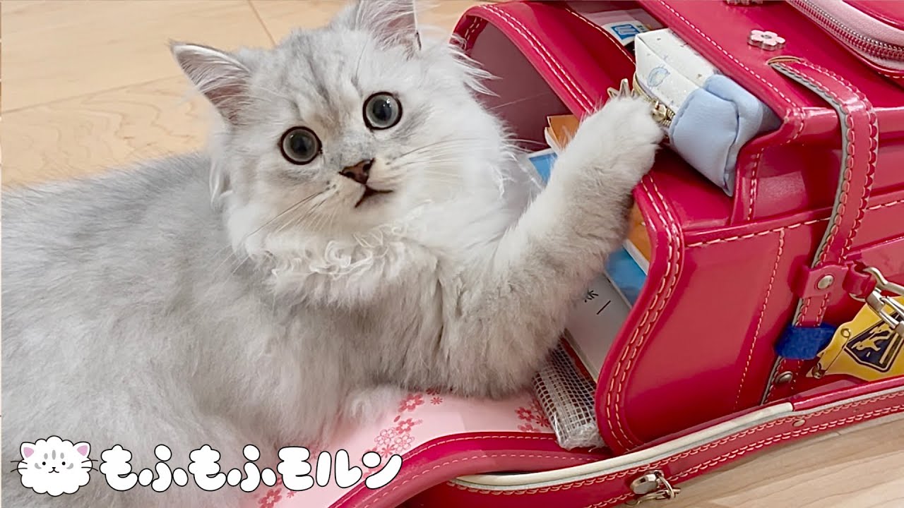 大きくなった子猫でもランドセルが好きなのです【サイベリアン】
