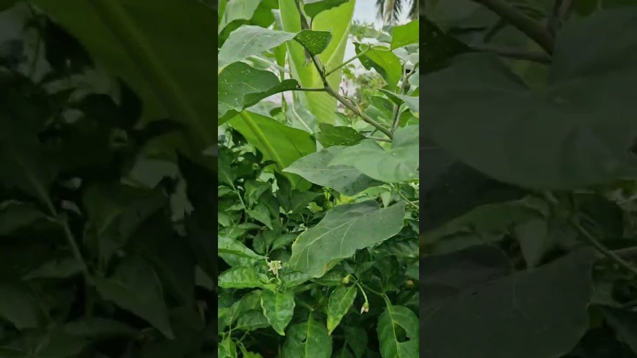 Mayotte saveurs l'île aux parfums.