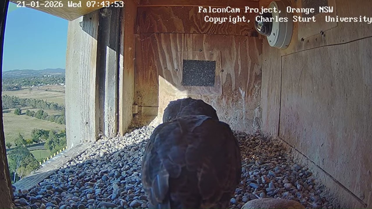 Prey contemplation and bonding, FalconCam Project, Orange NSW, 21 January 2026