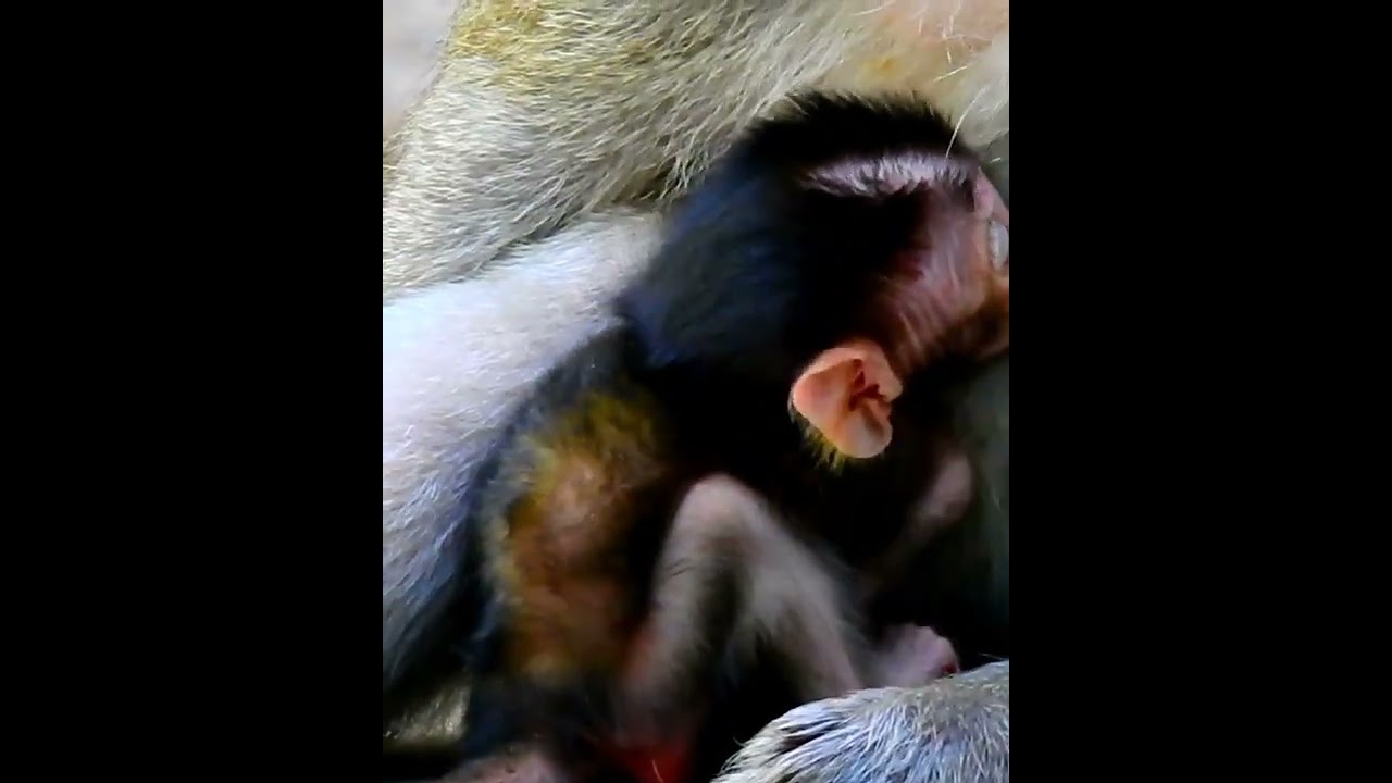 Amazing cute baby monkey 2023
