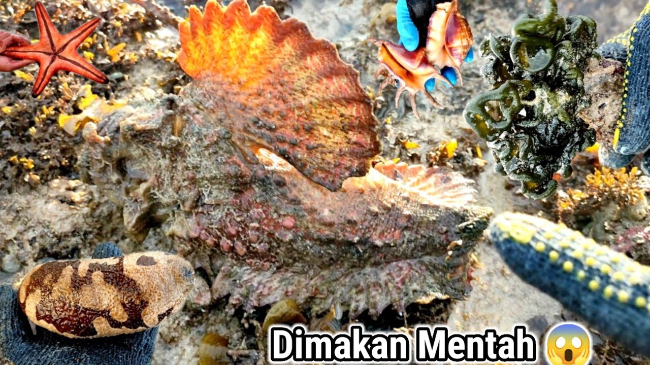 inilah Jenis Hewan Laut bisa dimakan Mentah STONEFISH, JAMUR LAUT, KEPITING SCORPIO, TERIPANG DLL