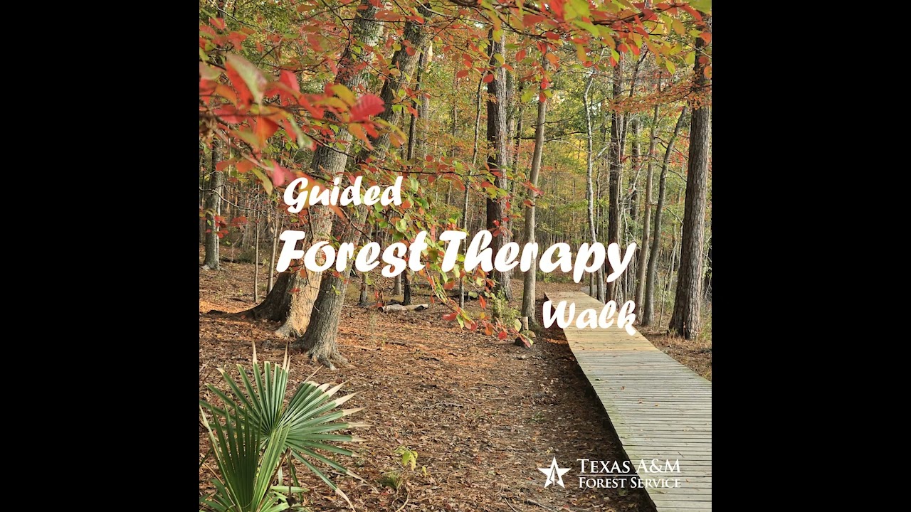 Guided Forest Therapy Walk