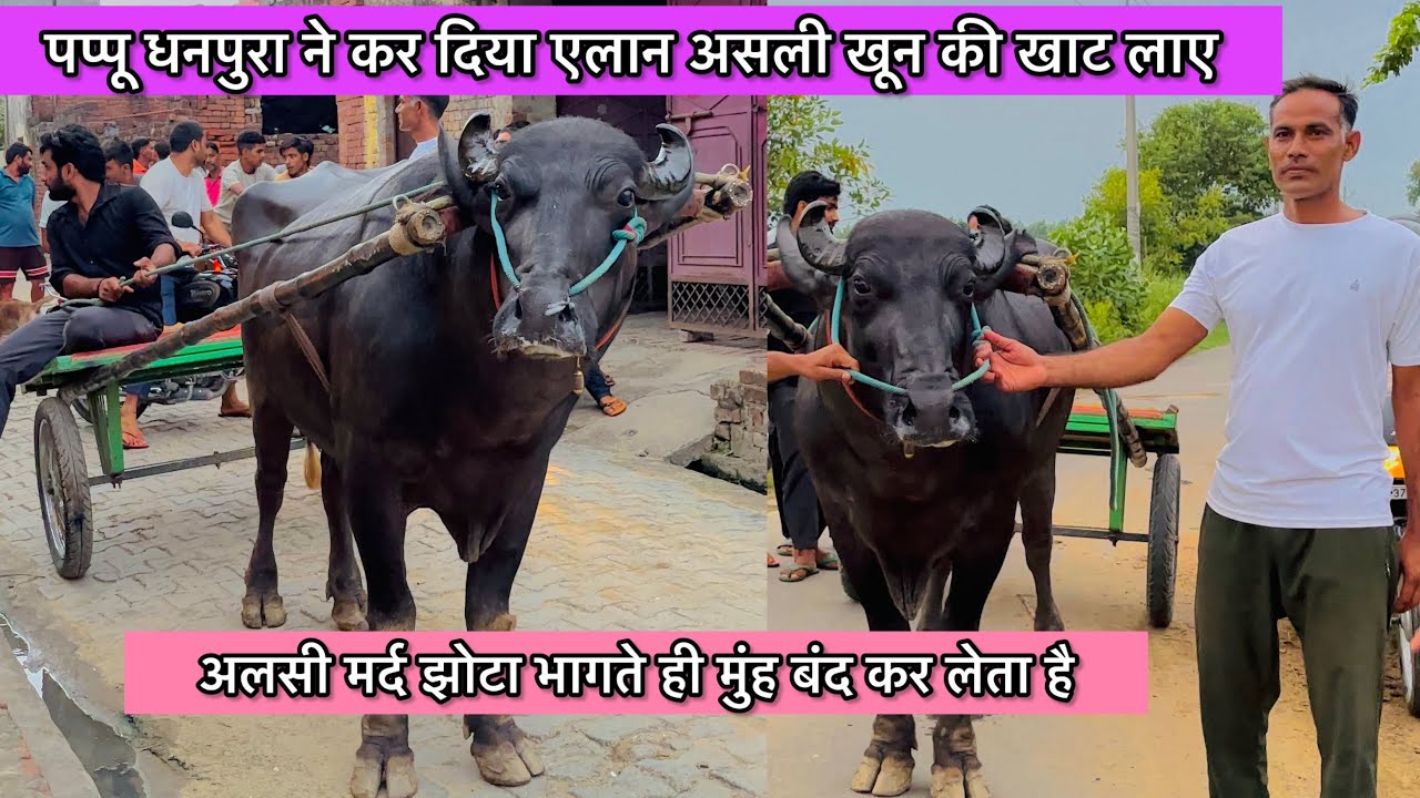 पप्पू धनपुरा ने कर दिया ऐलान किसी के हमारे नाम का दर्द हो तो हम उसके साथ आधी रात को भी झोटा भगा देगे