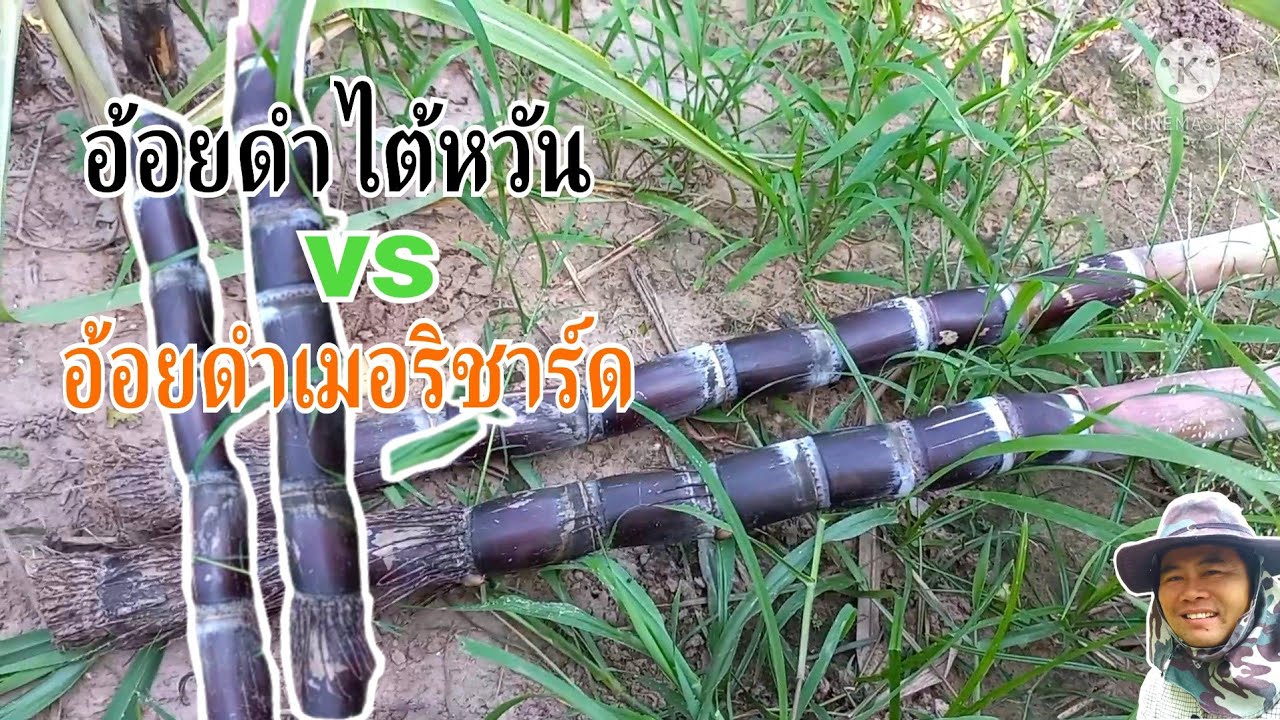 ปลูกอ้อยดำไต้หวัน&อ้อยดำเมอริชาร์ด [อ้อยทั้งสองพันธุ์นี้ แตกต่างกันอย่างไร]