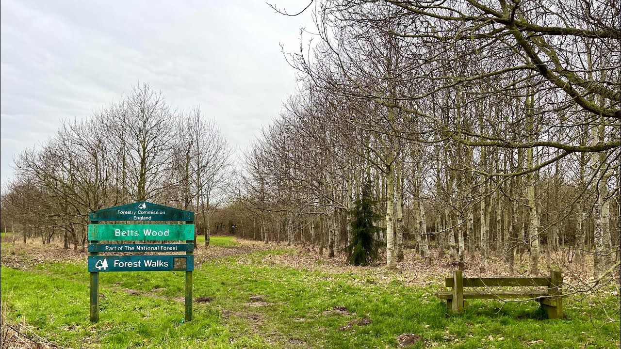 Weekly walk #45: Betts Wood, The National Forest | ASMR | No Music | Nature Sounds