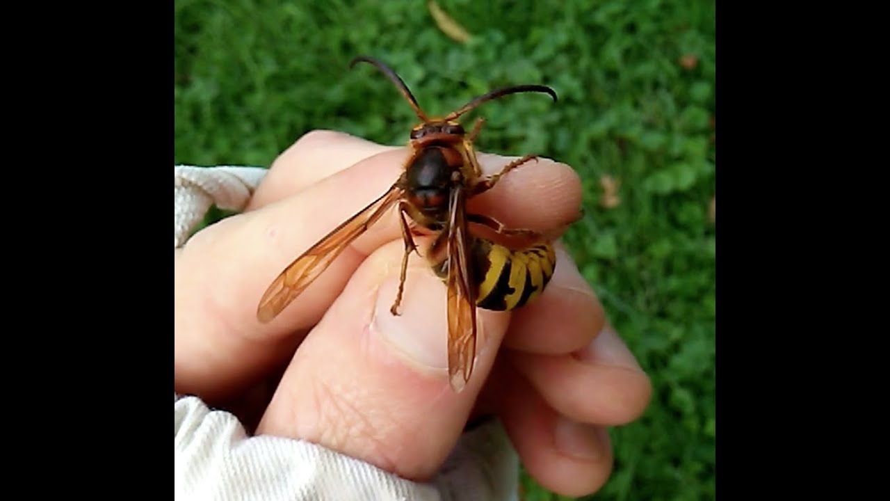 Giant European Hornet Nest Extraction: Removal From Tree.