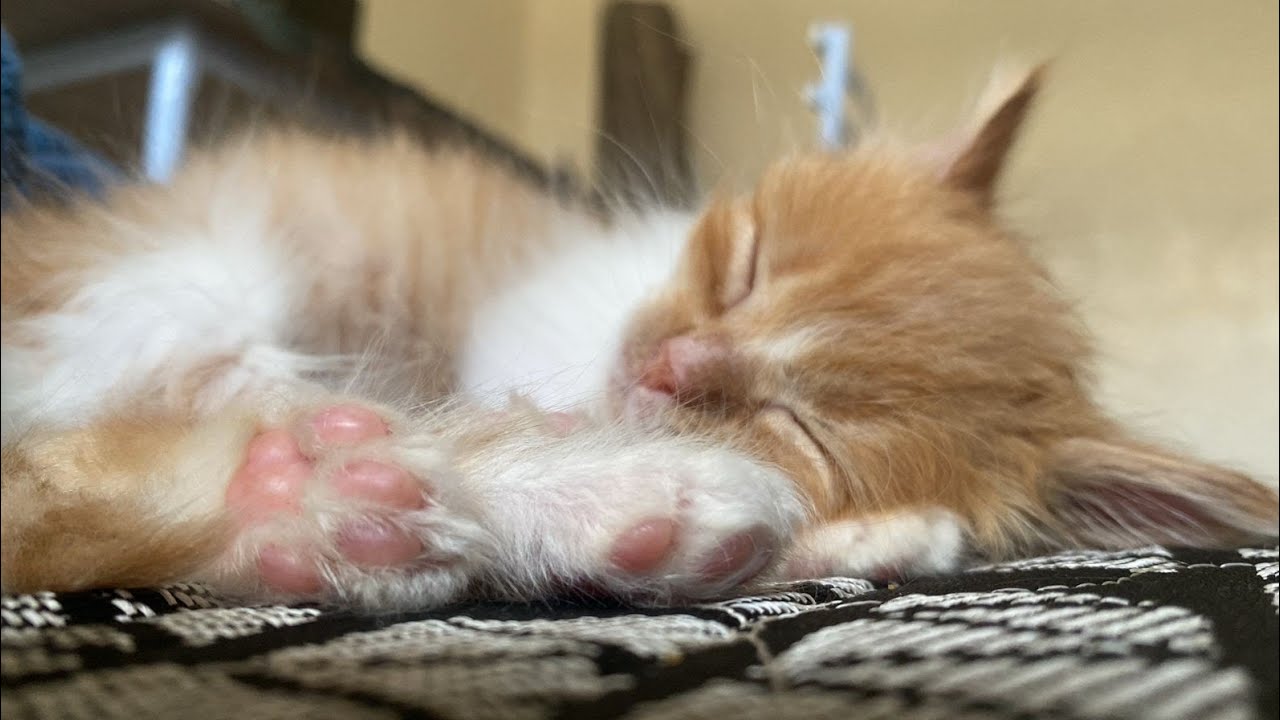 The cutest nap in the world 💤 | Sleepy cat