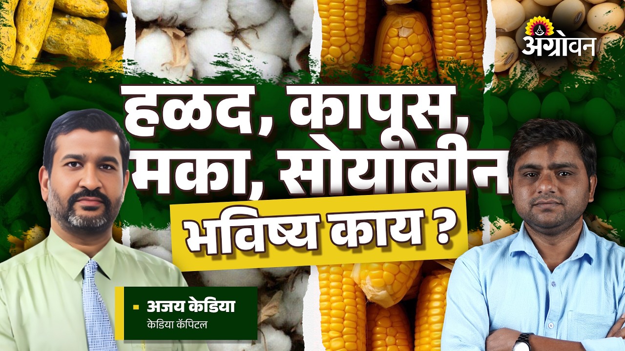 Turmeric Rate: युध्द, आयात-निर्यातीतील अडथळे कुणाच्या पथ्यावर ? | Agrowon