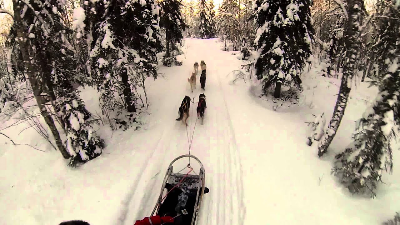 Dog Sledding in Lapland (Finland)