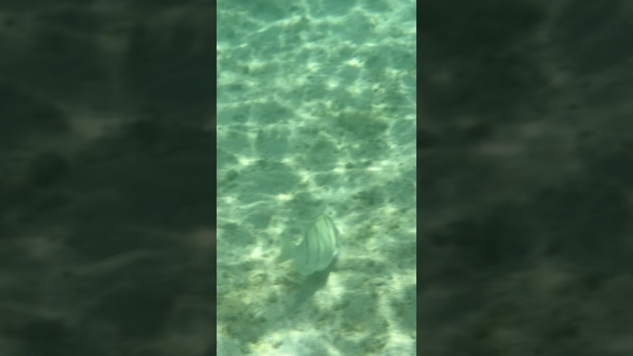 Matapang Beach Fish 7/2025 Guam