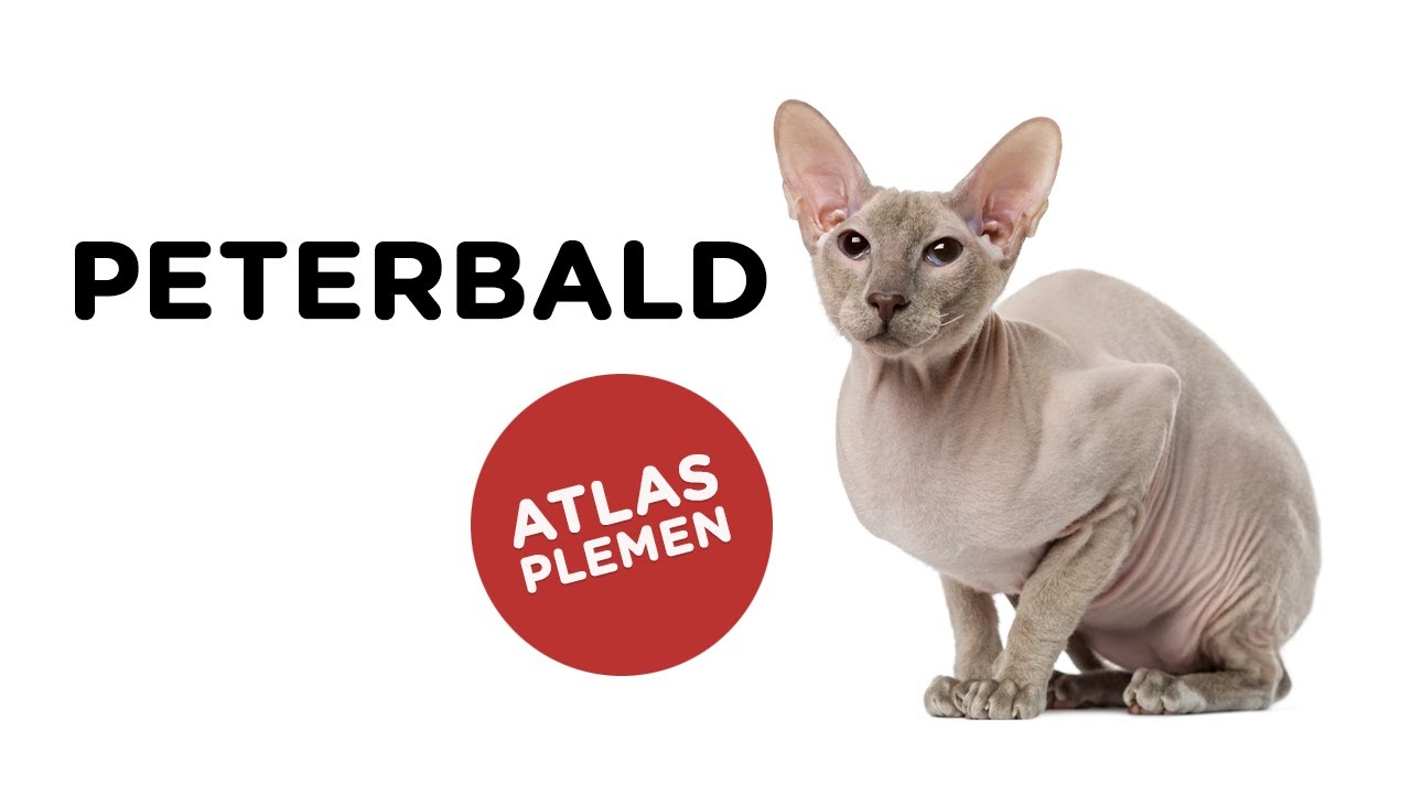Peterbald - Atlas plemen - Tlapka TV
