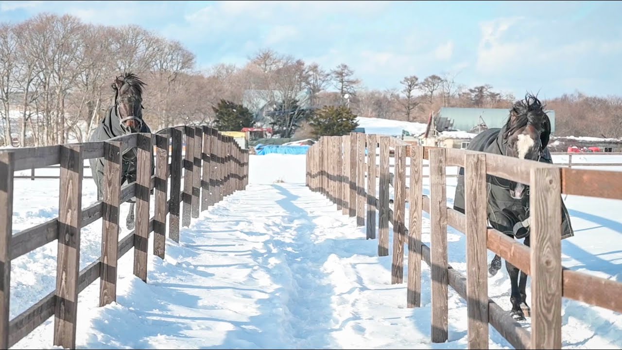 ローズとギムのかけっこ｜Foot race of G1 horses.｜ヴェルサイユリゾートファーム