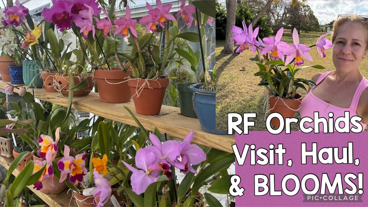 The BEST ORCHID Nursery in Miami - RF orchids -  HAUL - Garden Bloom Tour
