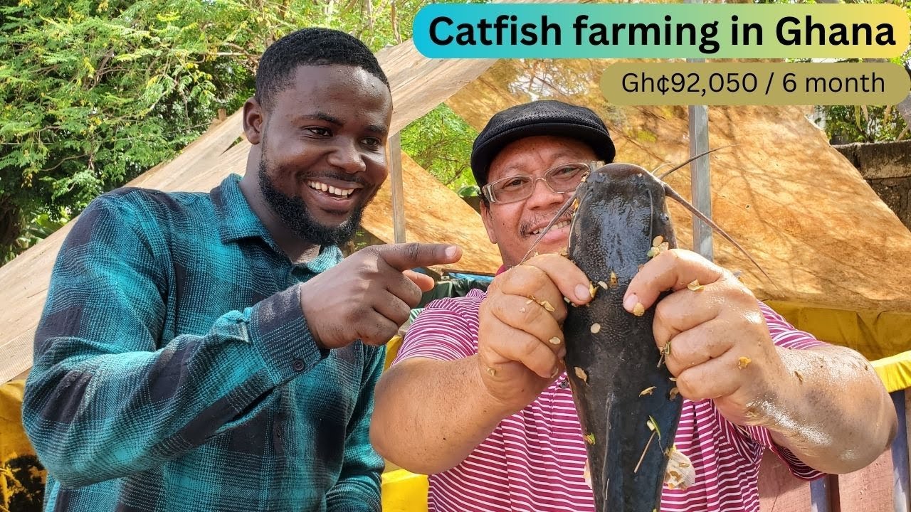 Chinese catfish farmer tells how he started his farm and how profitable catfish farming is in Ghana.