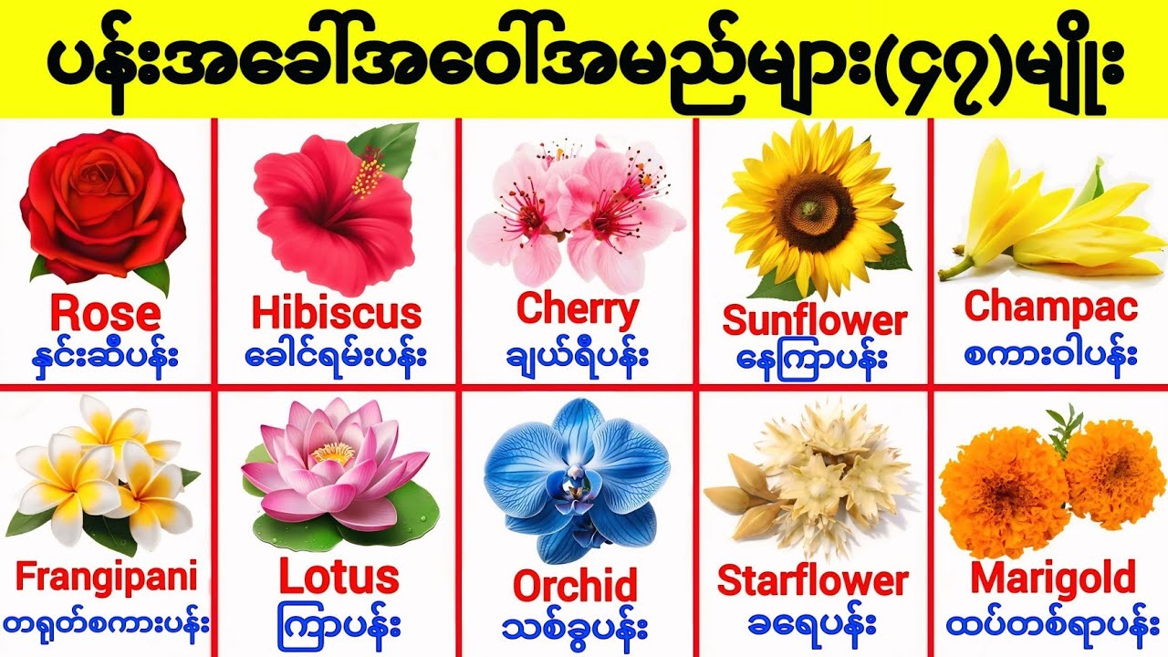 ပန်းတွေကိုအဂ်လိပ်လိုဘယ်လိုခေါ်ကြလဲ Flowers Vocabulary