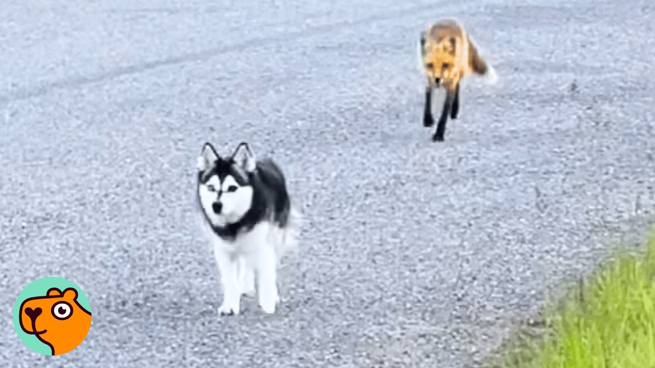 Husky Meets A Fox On An Evening Walk | Cuddle Buddies