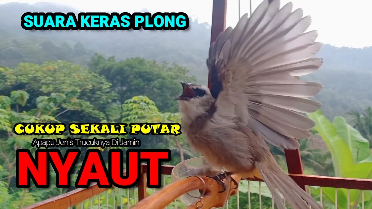 🔴TRUCUKAN GACOR ROPEL PANJANG | MASTERAN TRUCUKAN | PACINGAN AGAR BUNYI GACOR SEPANJANG HARI