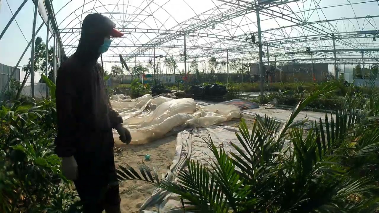 Ngày thứ 9 trong công cuộc xây dựng lại EGao Farm, xây tường để đổ đất và dọn dẹp bể cá
