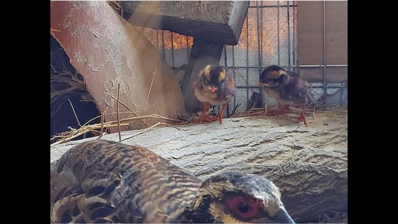 Thức ăn  .cách nuôi .gà - so cổ hung miền bắc